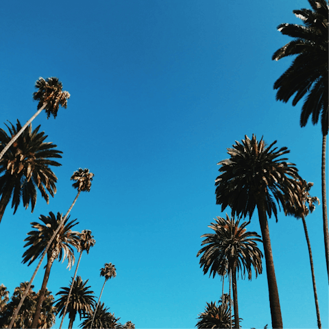 Take a scenic drive through the streets of Beverly Hills 