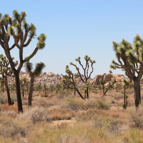 Explore the trails of Joshua Tree National Park, a seven-minute drive away
