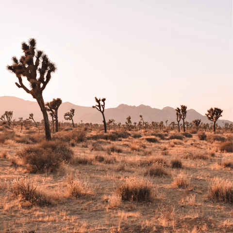 Explore the rugged beauty of Joshua Tree National Park – the entrance is a ten-minute drive