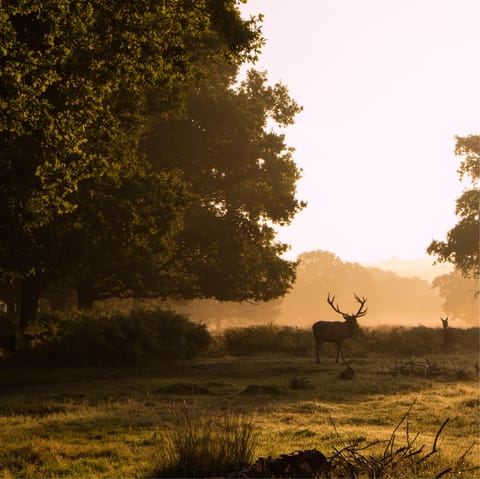 Spend a sunny afternoon relaxing in Richmond Park, a five-minute drive away