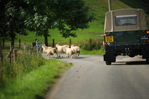 Flock Of Sheep image 14