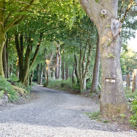 Wander down one of the two nearby woodland trails to explore Haldon Forest