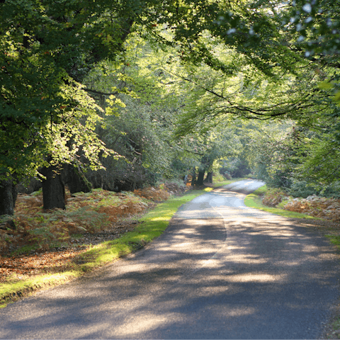 Discover the woodland pastures of the New Forest – just a twenty-five minute drive away