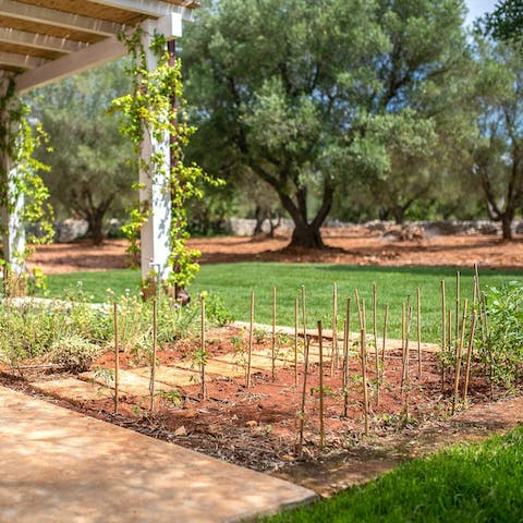 Relax in the beautifully landscaped Mediterranean garden