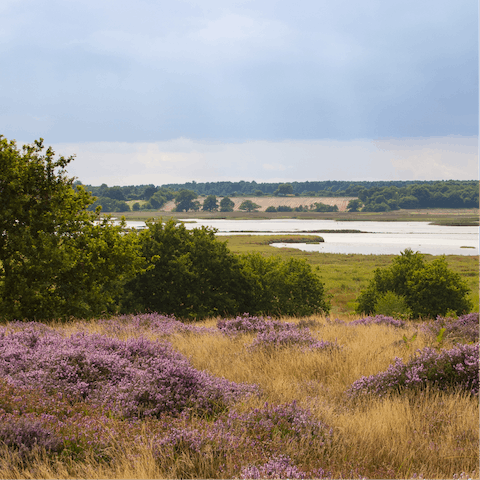 Visit the pristine, lush lands of Suffolk Heaths, a twenty-five mile drive away