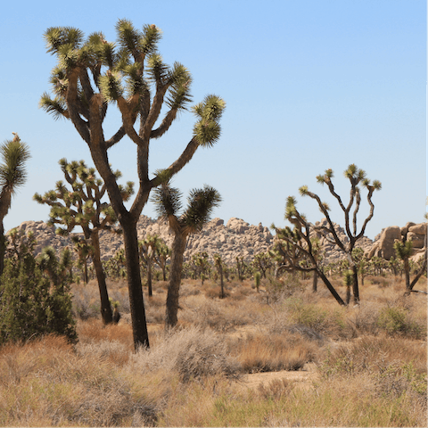 Take a hike in Joshua Tree National Park, under a half-hour drive away