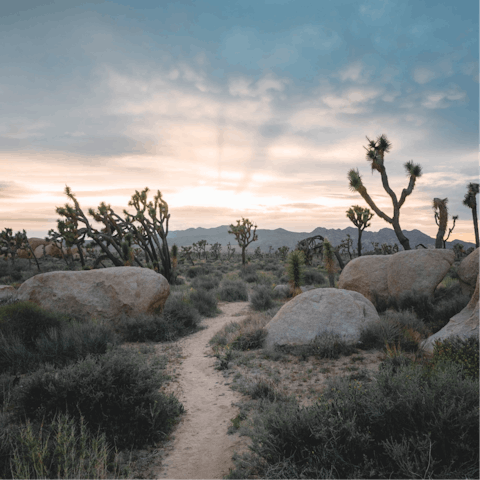 Reach the entrance of Joshua Tree National Park in twenty minutes by car
