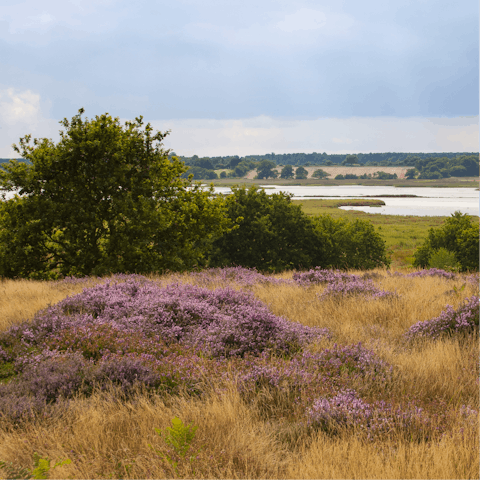 Take a forty-minute drive to the idyllic Suffolk Heaths