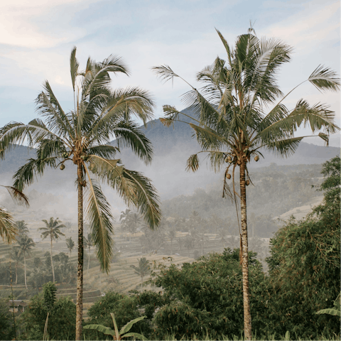 Explore the beautiful forest landscape of Bali 