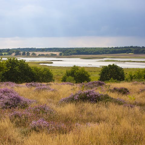 Go for a hike through the Suffolk Heaths when you fancy stretching your legs