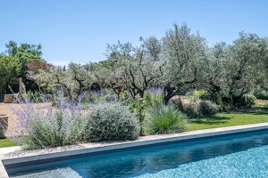 Lavender Embrace image 15