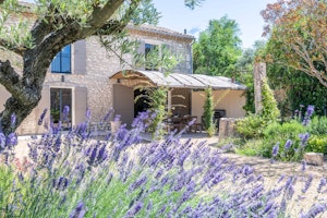 Lavender Embrace image 5