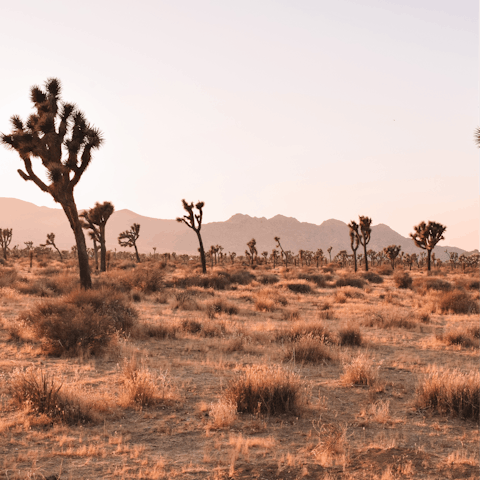 Marvel at the unique plant-life and rugged rock formations of Joshua Tree National Park, just a couple of miles away