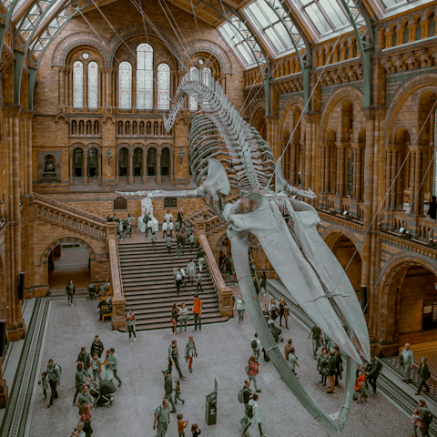 Explore the wonders of the Natural History Museum, eleven minutes away