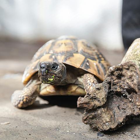 Meet Basil the tortoise who lives in your back garden