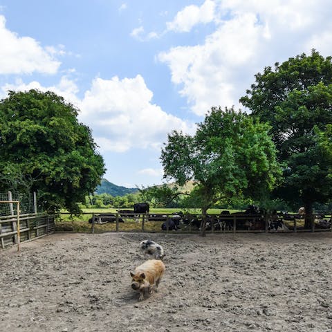 Let the kids pet the kunekune pigs, or learn about milking cattle on this working farm