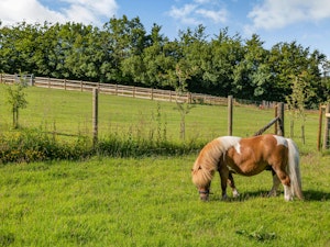 Exmoor Soul image 9