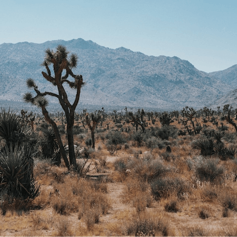 Drive to Joshua Tree National Park in less than twenty minutes
