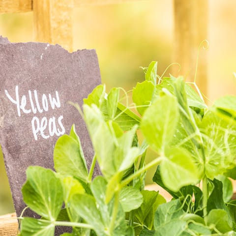 Help yourself to seasonal herbs and vegetables from the garden