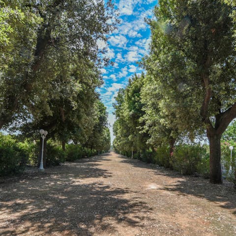 Roam the vast park of the home's surroundings – flecked with traditional olive trees