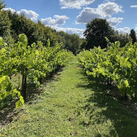 Wander between the vines on the private estate