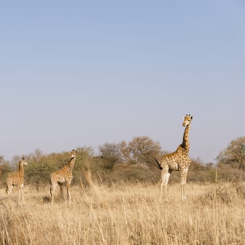 Get out of the city and enjoy a self-drive safari through Dinokeng Game Reserve