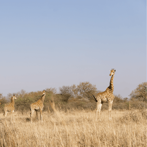 Get out of the city and enjoy a self-drive safari through Dinokeng Game Reserve