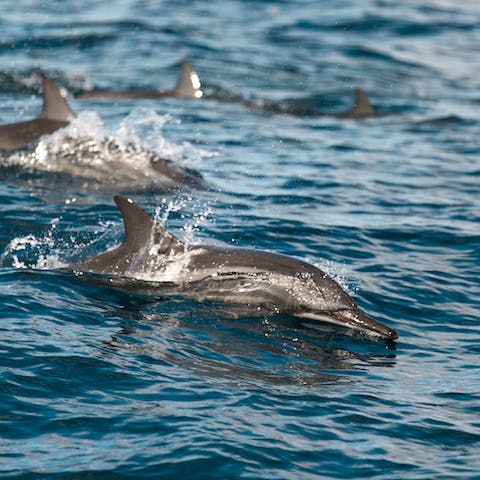 Spot the dolphins on a sailing cruise around Mykonos 