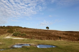 Woods Corner image 6