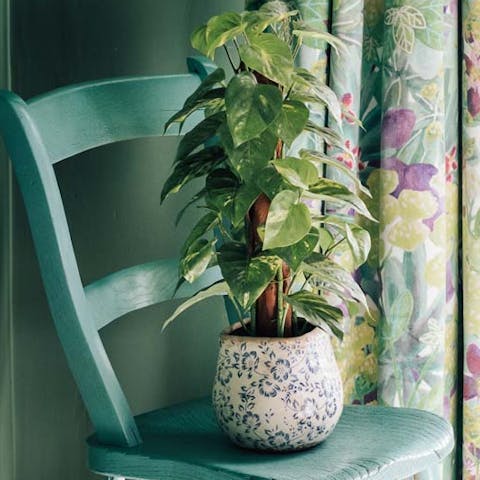 A lovely collection of houseplants