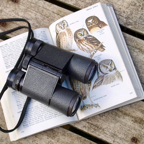 Explore the most popular bird watching trails