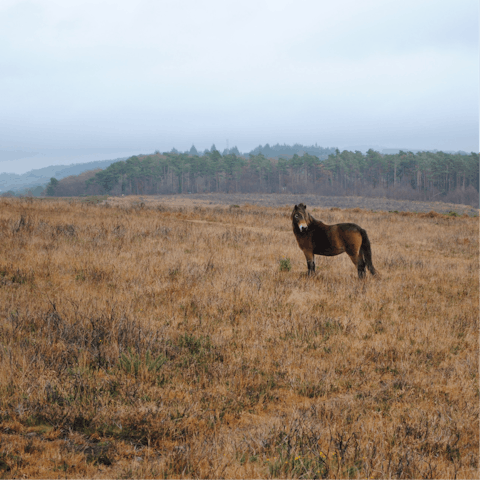 Visit Exmoor National Park as you explore this picturesque corner of North Devon