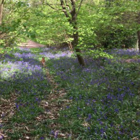 Ramble through the woods surrounding the home