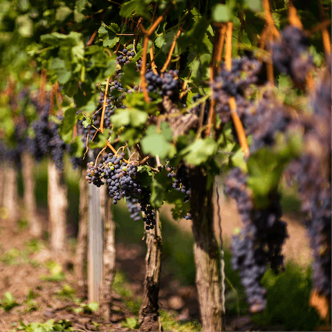 Visit the vineyards dotted through the North Fork – there are over sixty in the area