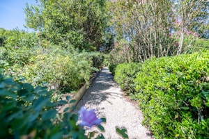 Olive Terrace image 14