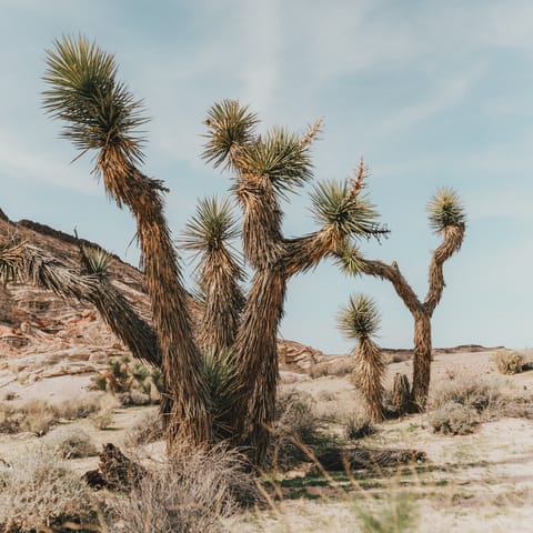 Stay in the Yucca Valley, just fifteen minutes from Joshua Tree National Park