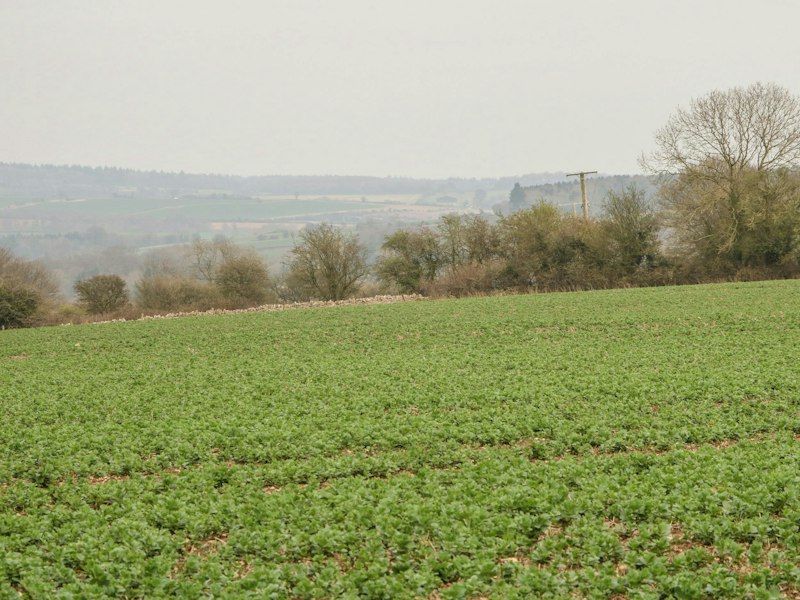 Burford Bliss additional image