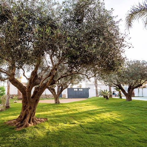 Enjoy relaxing in the garden with a backdrop of ancient olive trees
