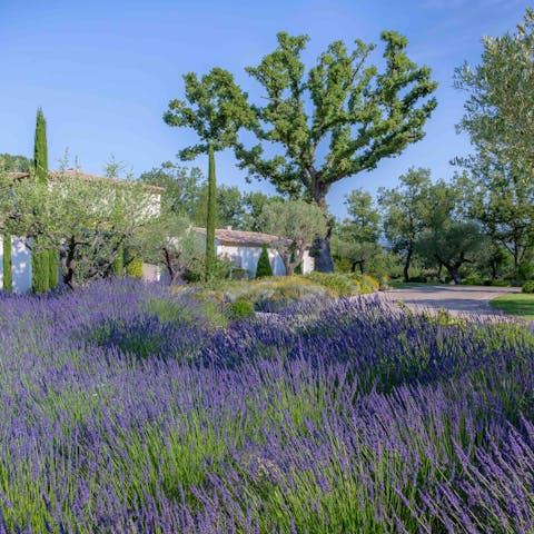 Wander through the gardens and lavender fields around the home