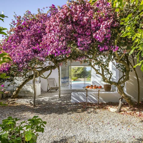 Enjoy quiet reading time beneath the shade of the  pink bougainvillea