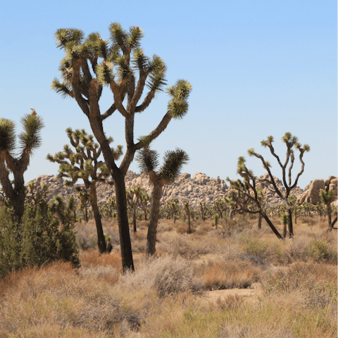 Drive fifteen minutes and discover Joshua Tree National Park