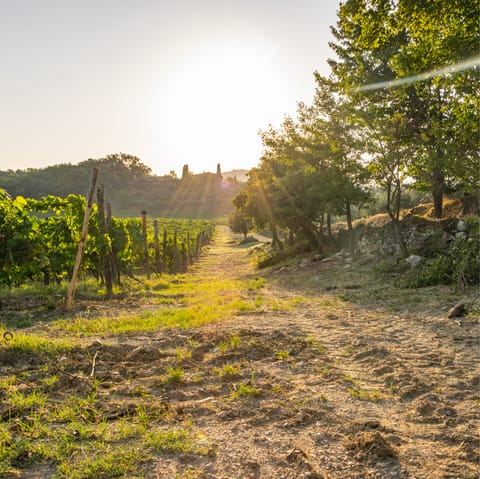 Sip Chianti Classico – you're right on the border of the region