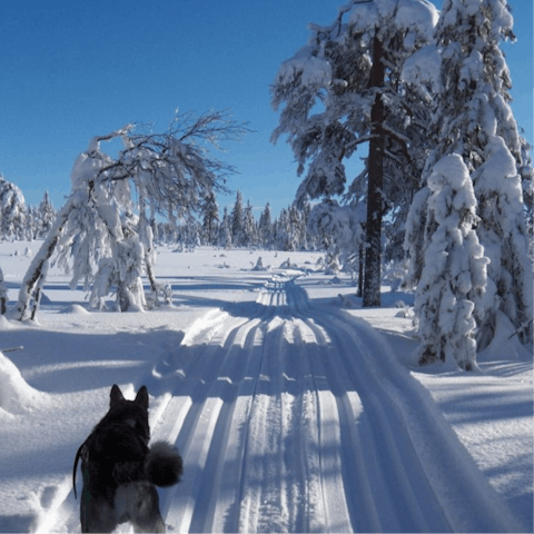 Enjoy cross-country skiing and husky sledding at Hedmarksvidda