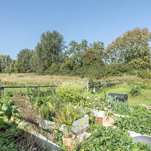 Pick fresh herbs from the garden 