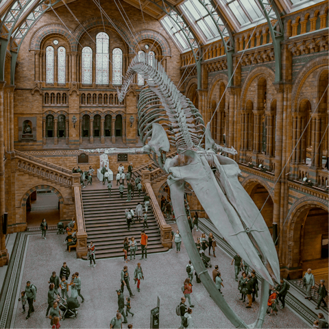  Marvel at the exhibits at the Natural History Museum, around eighteen minutes on foot 