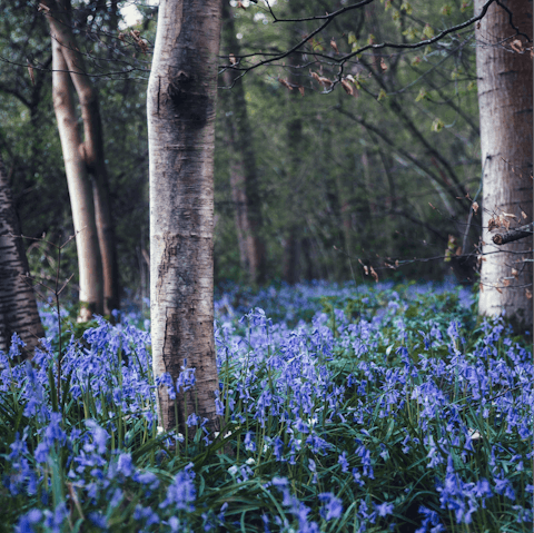 Enjoy woodland walks through the surrounding Kent countryside