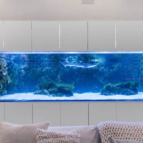 Make a new friend or two in the home's giant fish tank