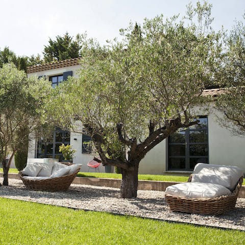Relax under Provençal olive trees