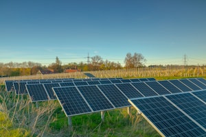An East Anglian Vineyard image 12