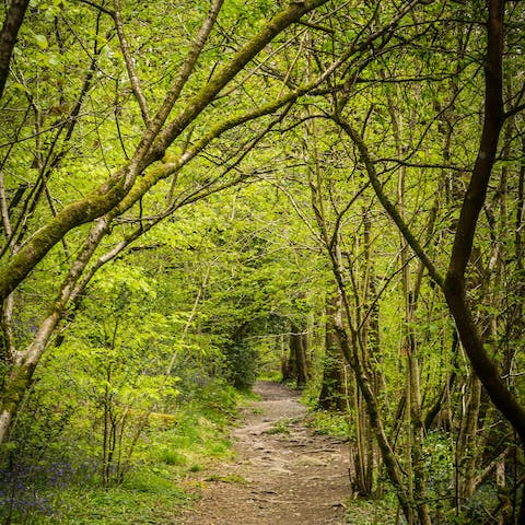 Explore the Forest of Dean on foot – you can be at its heart in fifteen minutes